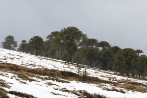 Adventures that endure: 2 days of hikes in the Andean Araucanía