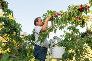 Discovering Chilean Cherries: an export delicacy
