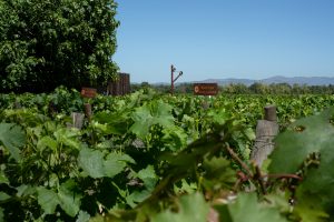 Day 3: Discover the Colchagua Valley and its incredible museum 