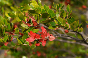Botanical gardens in Chile: Enjoy the beginning of spring