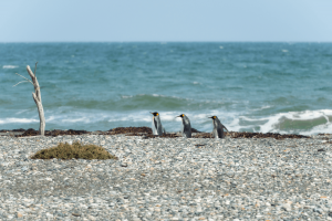 Penguins from Chile: Where to see these amazing diving birds