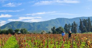 Day 2: White wines from the Casablanca Valley 