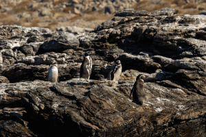 Humboldt Penguin Reserve: A treasure in the Chilean north