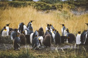 Reserva Natural Pingüino Rey