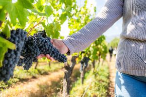 ¡Vendimia 2026 en Chile! La fiesta dedicada exclusivamente al vino