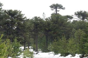 Viaje mágico: Itinerario de 2 días por La Araucanía