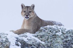 Itinerario de 2 Días en Leona Amarga: En el corazón del puma