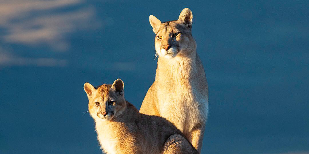 Buscando al puma