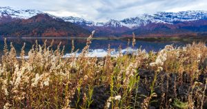 It’s from Chile! One of the most expensive and delicious fish in the world