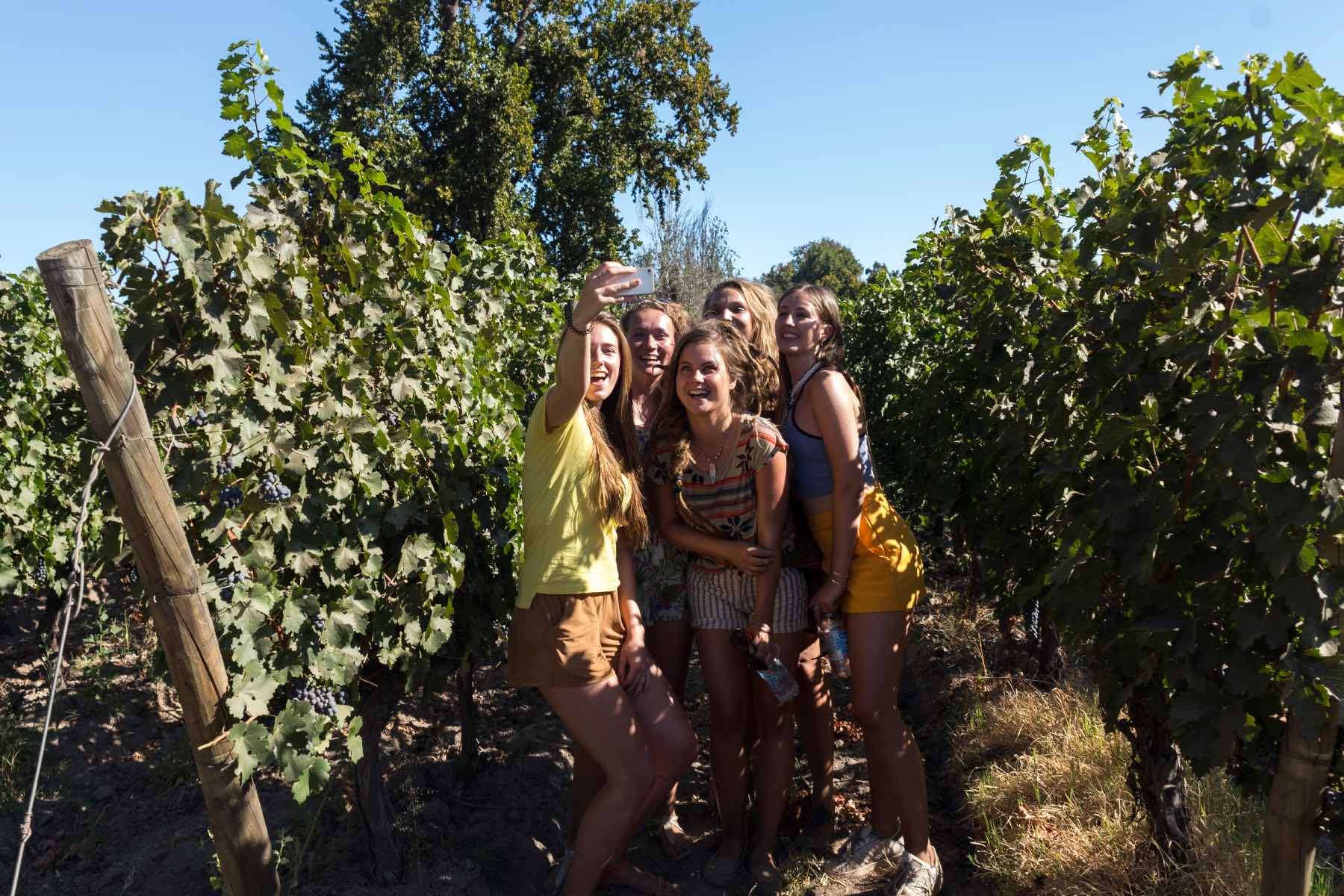 Vino y tren, la combinación perfecta en el Valle de Curicó