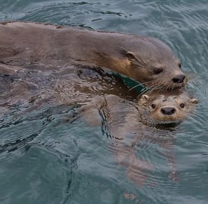 The Chungungo, the most tender animal in Chile