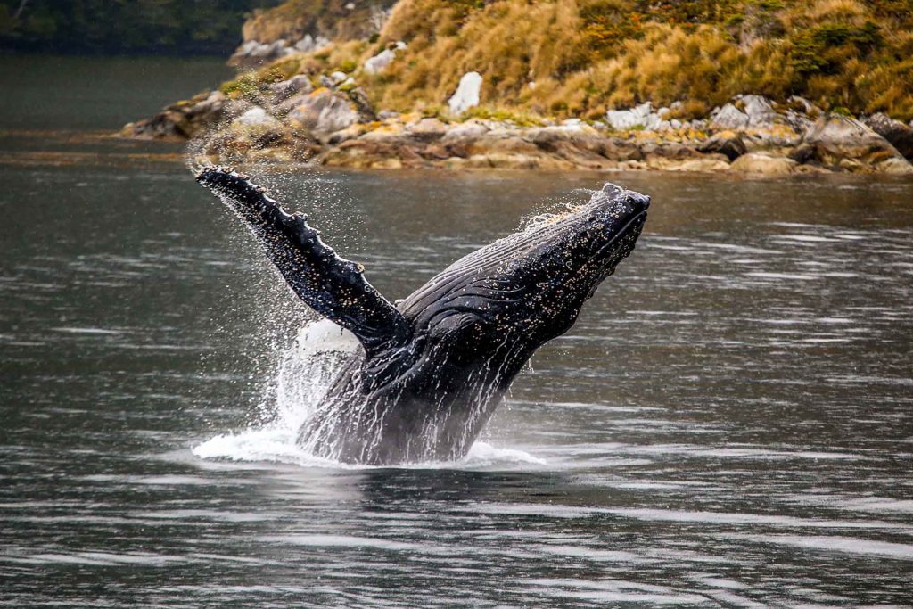 Francisco Coloane Marine Park