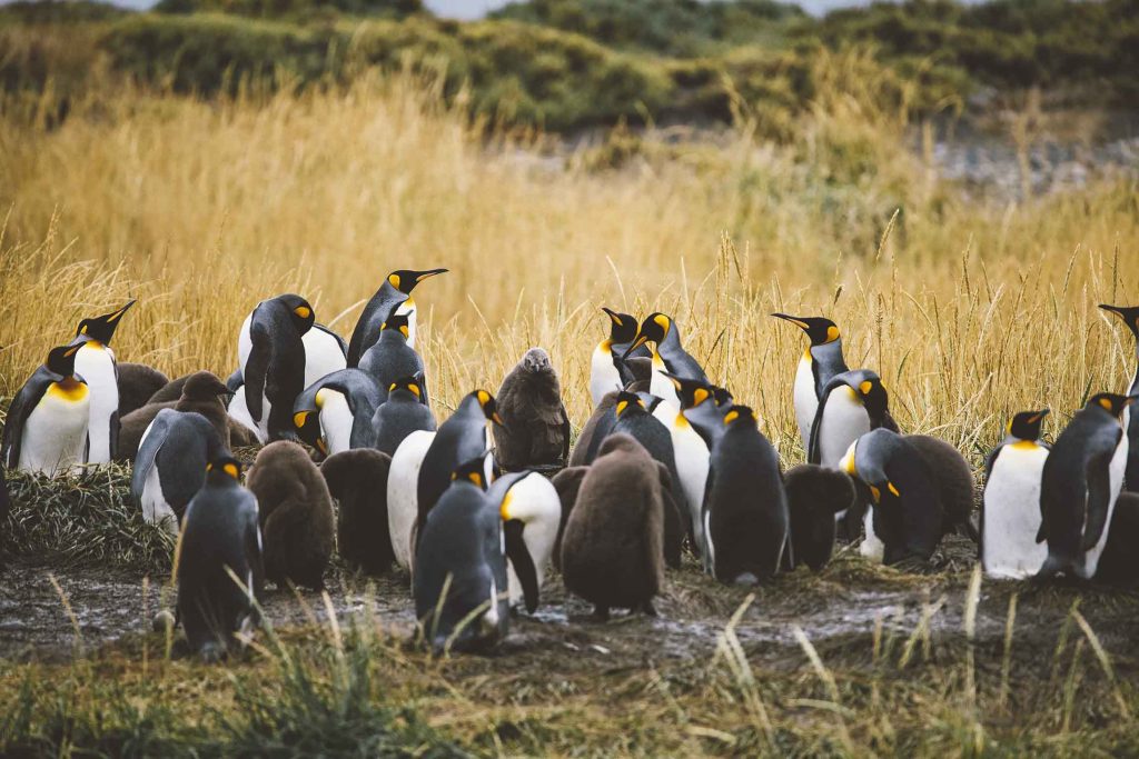 King Penguin Natural Reserve