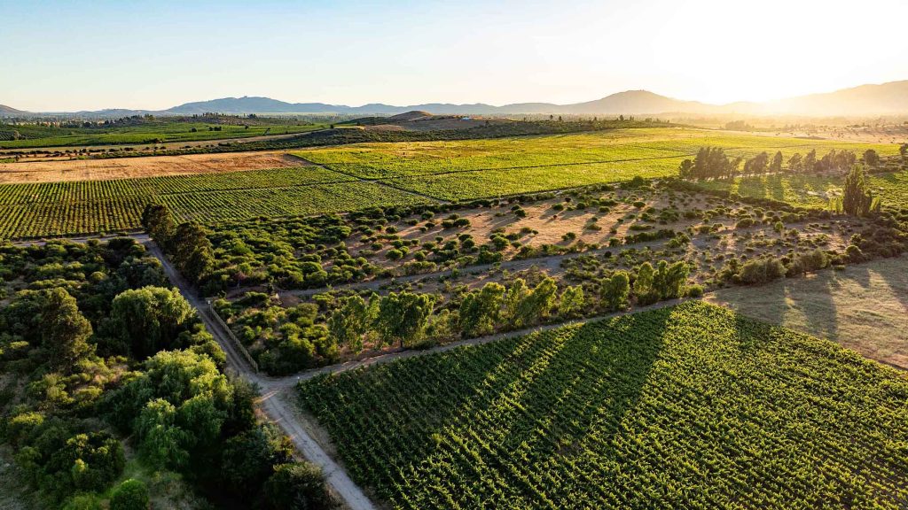 Maule and Curicó Valleys