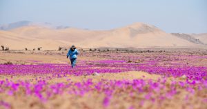 Verde, rosado, turquesa y negro: Parques Nacionales de Chile y sus coloridos paisajes