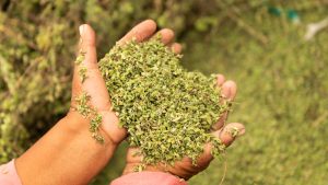 Churches with history in and around Socoroma