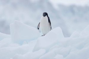 South Shetland Islands: Glacial adventure among bases, wildlife, and Antarctic volcanoes
