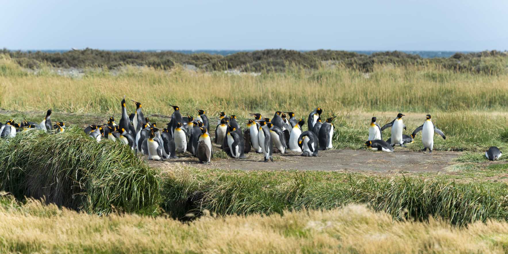 Trip to the King Penguin Reserve