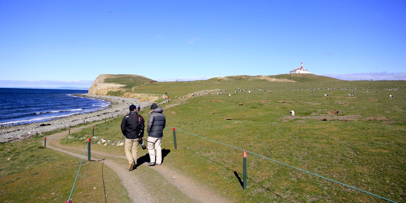 Encounter with the largest colony of Magellanic penguins in Chile 