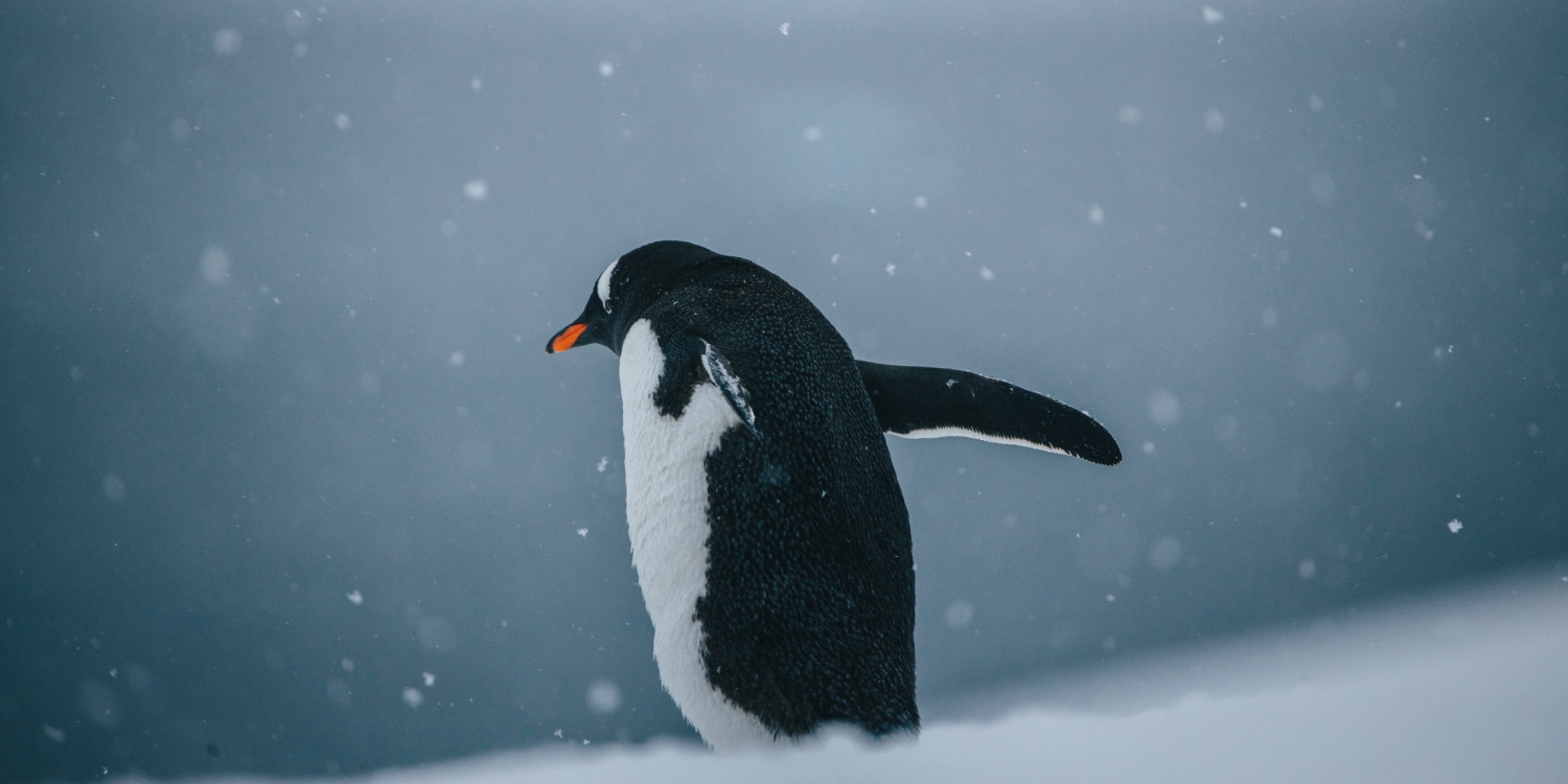 Antarctic fauna and navigation among volcanic landscapes 